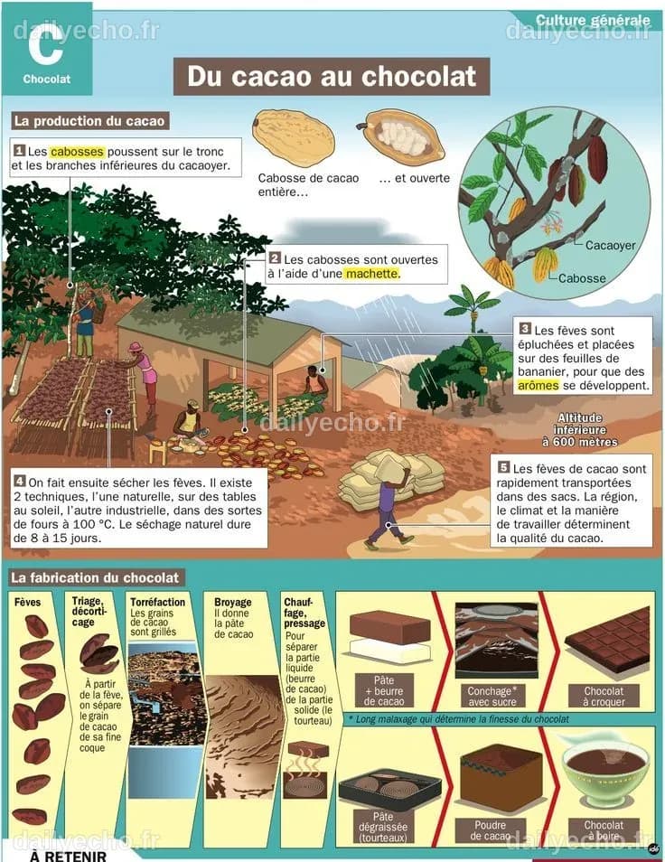 Science infographic - Du cacao au chocolat | InfographicNow.com | Your ...