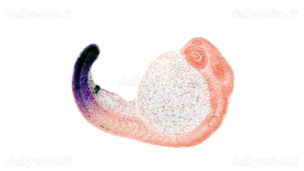 L'étonnante origine de nos doigts - Jusqu'où va la science