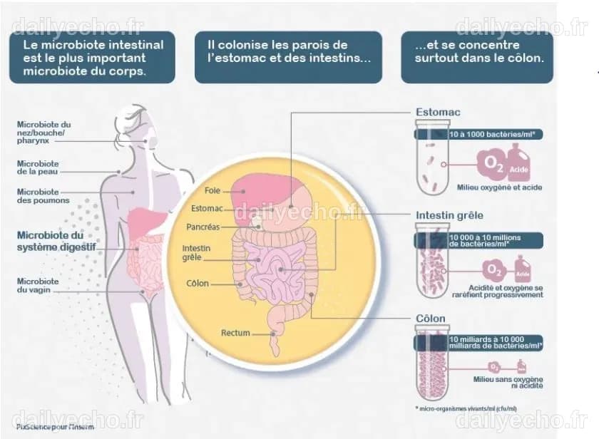 Liens entre microbiote et santé