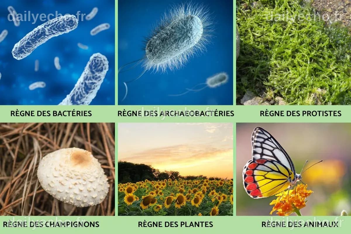 Les Bons Vivants Definition at James Velarde blog