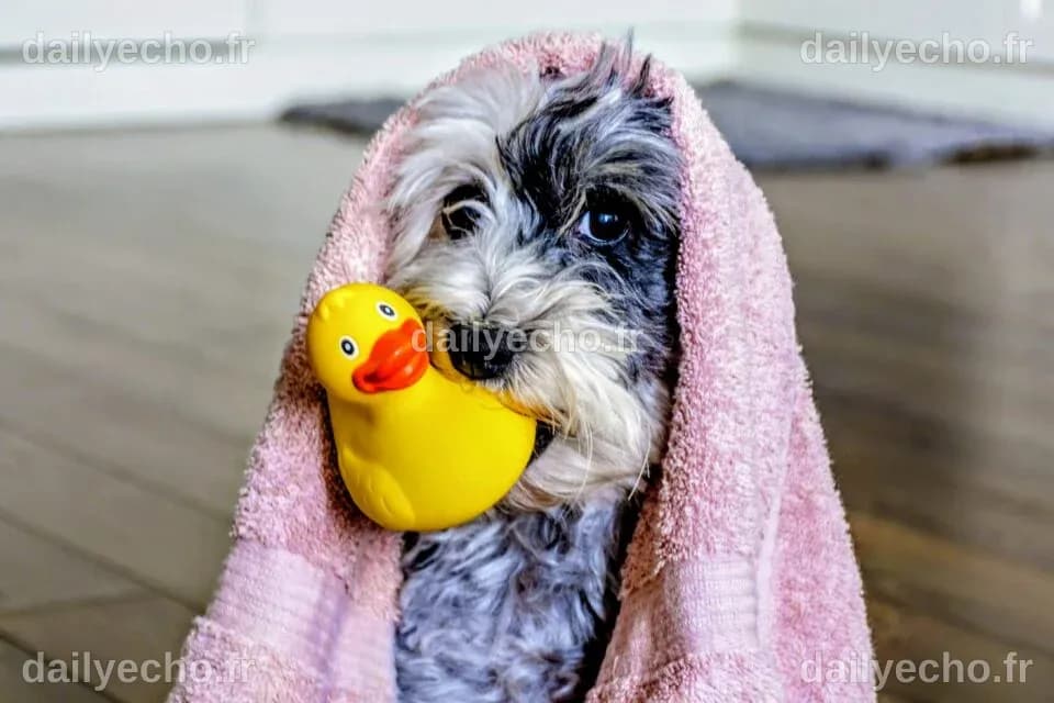 Gifted dogs can learn the names of up to 100 toys • Earth.com