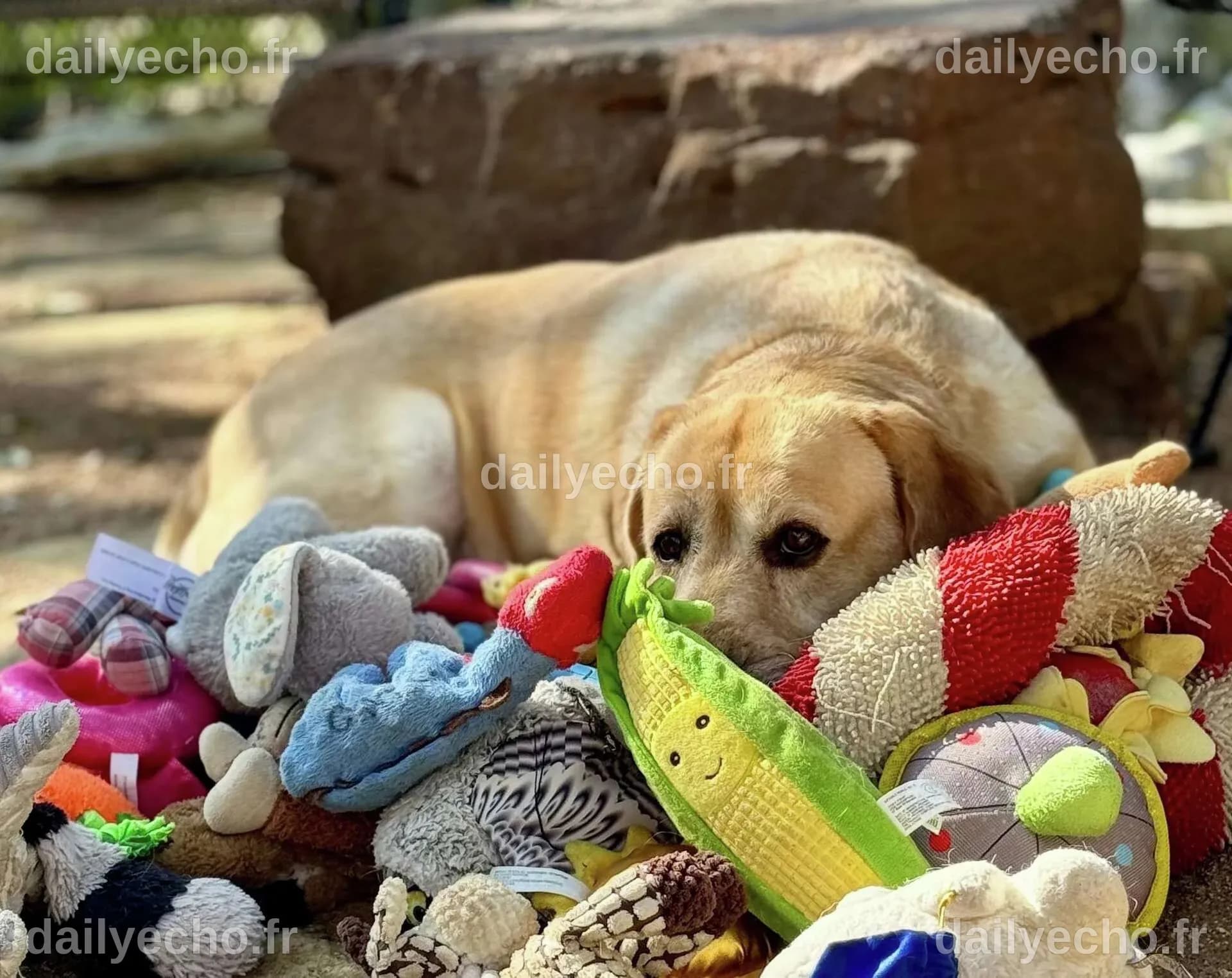 Some gifted dogs can learn new toy names by eavesdropping on owners