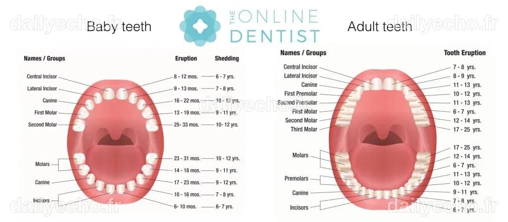 Baby teeth and adult teeth - Online Dentist